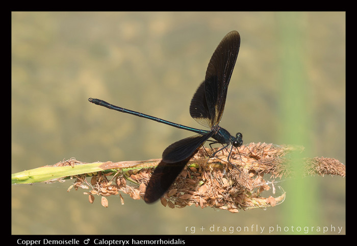 Calopteryx haemorrhoidalis (m) Copper Demoiselle 8-0668-15-700x482