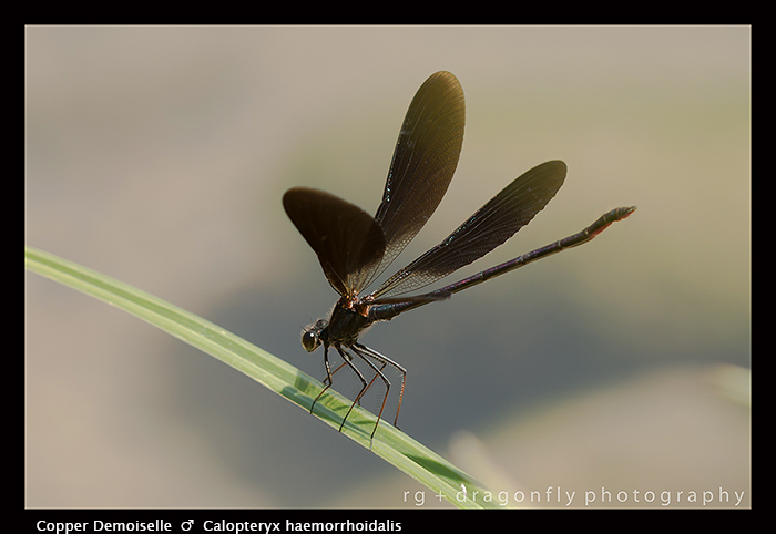 Calopteryx haemorrhoidalis (m) Copper Demoiselle 8-1992 WP