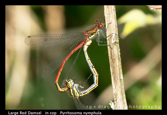 Large Red Damsel - in cop - Pyrrhosoma nymphula WP 8-7629