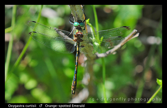 Oxygastra curtisii (m) Orange - spotted Emerald D 5645 WP