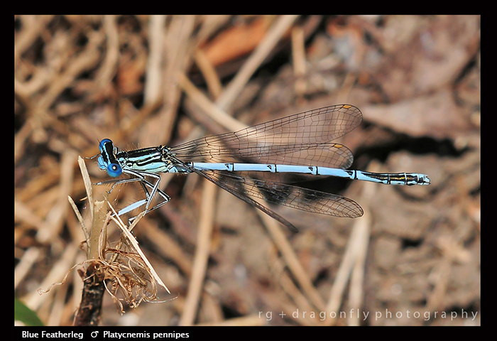 Platycnemis pennipes (m) Blue Featherleg D 4096 WPjpg