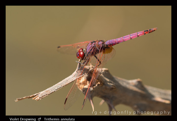 146. Violet Dropwing - Trithemis annulata - European photo | Dragonfly ...