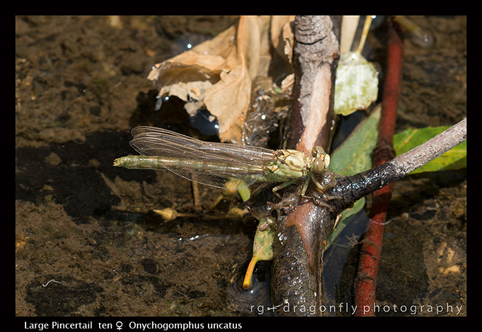 Onychogomphus uncatus (ten f) Large Pincertail 8-0637 700