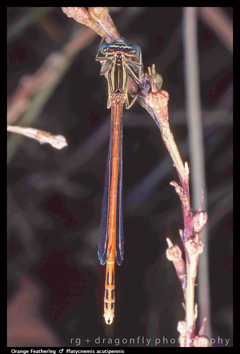 Platycnemis acutipennis (m) Orange Featherleg S 467 CS5-1- 700