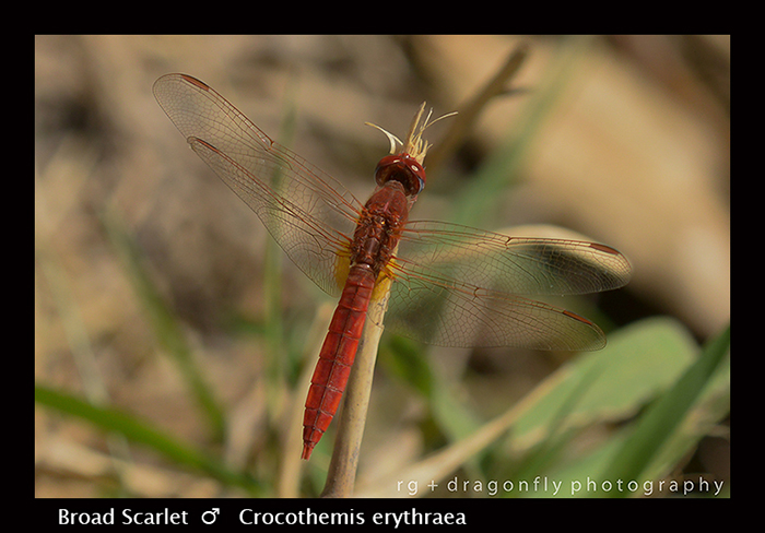 Broad Scarlet (m) Crocothemis erythraea 8-2776