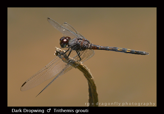 Dark Dropwing (m) Trithemis grouti 8-3076