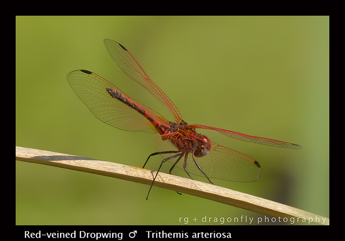 Red-veined Dropwing (m) Trithemis arteriosa 8-2951