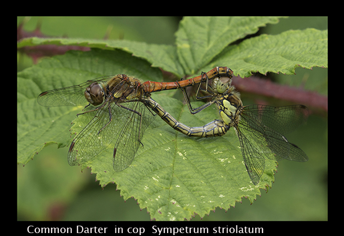 Sympetrum striolatum in cop Common Darter 8 W-3531
