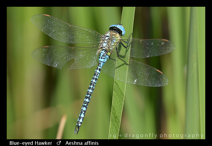 Blue-eyed Hawker - (m) - Aeshna affinis WP 8-3-8524