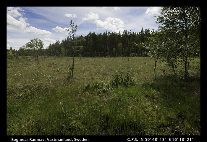 Bog near Ramnas, Vastmanland, Sweden WP 8-4535