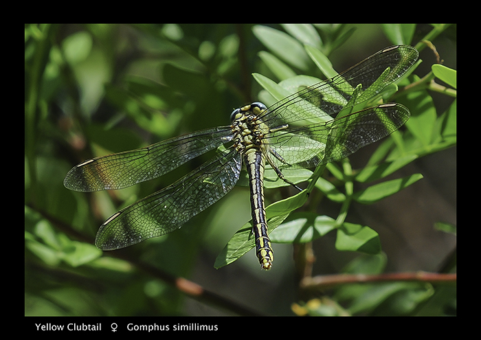 Gomphus simillimus (f) Yellow Clubtail WP 3-5802 A4