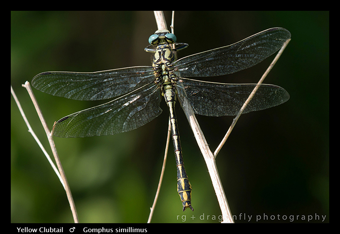 Gomphus simillimus (m) Yellow Clubtail WP 8-5058
