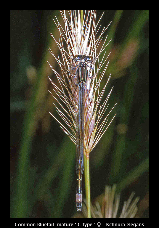 Ishnura elegans ( f C type) Common Bluetail WP S 558 CS5