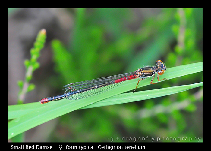 Ceriagrion tenellum (f) f.typica Small Red Damsel WP D 4299 CS5-1-2