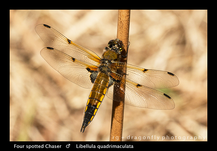 Libellula quadrimaculata (m) Four spotted Chaser WP 8-4252