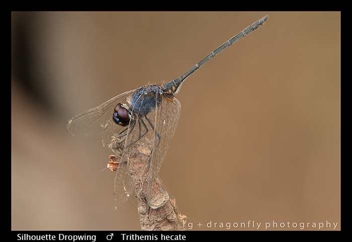 Trithemis hecate (m) Silhouette Dropwing WP 8-5997